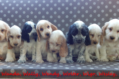 WIKI, WANDA, WALLY, WENDY, WOLTER, WIGO, WESLEY, WEGA